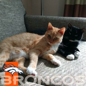 Meet your Posher, Abby